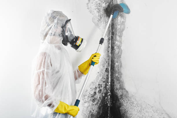 Best Environmental Consulting for Mold Prevention  in Whiteland, IN